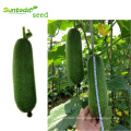 Green flesh skin agriculture vegetable F1 wax gourd winter gourd seeds